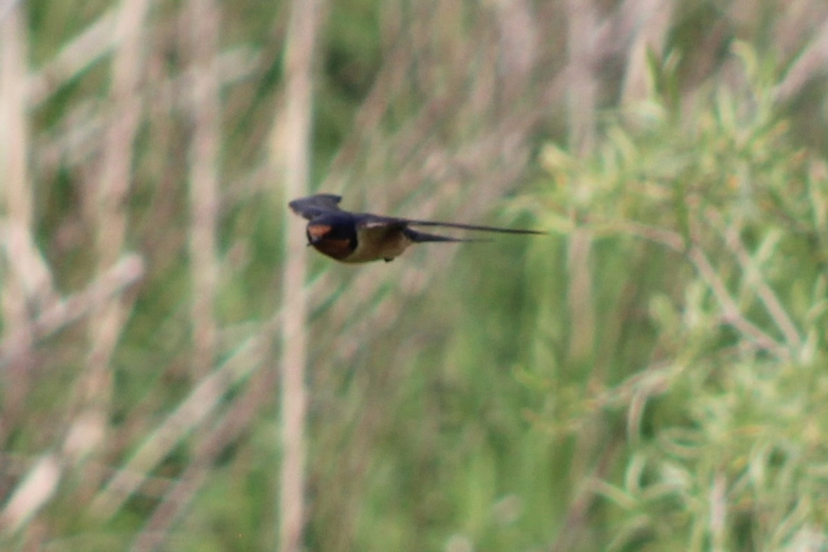 Barn Swallow - ML619912068
