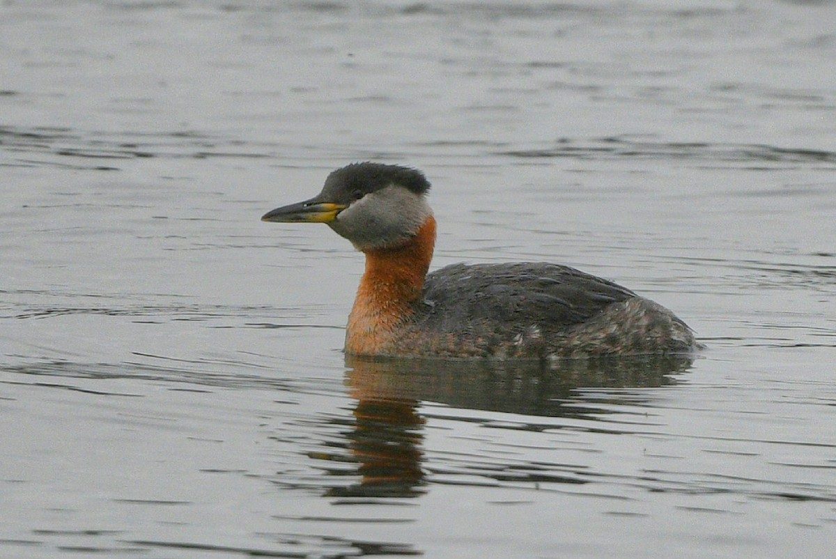 Red-necked Grebe - ML619912069