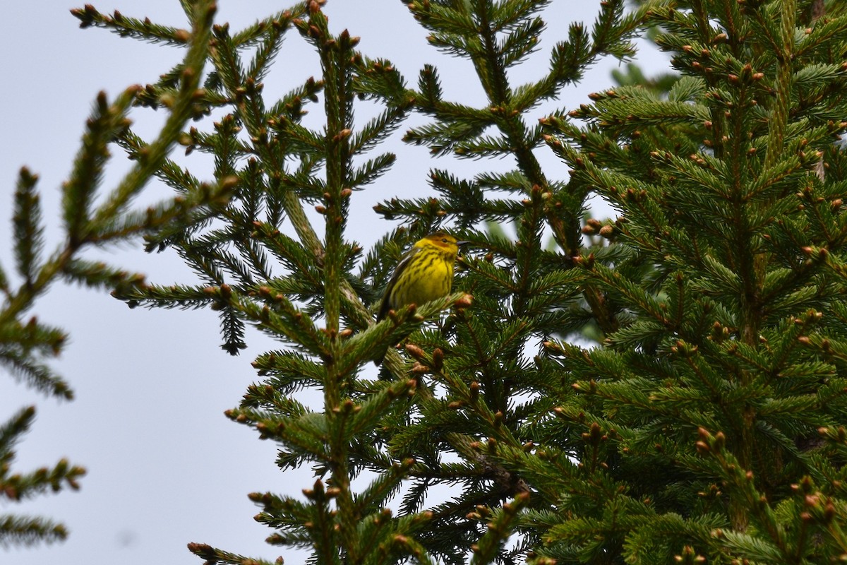 Cape May Warbler - ML619912077
