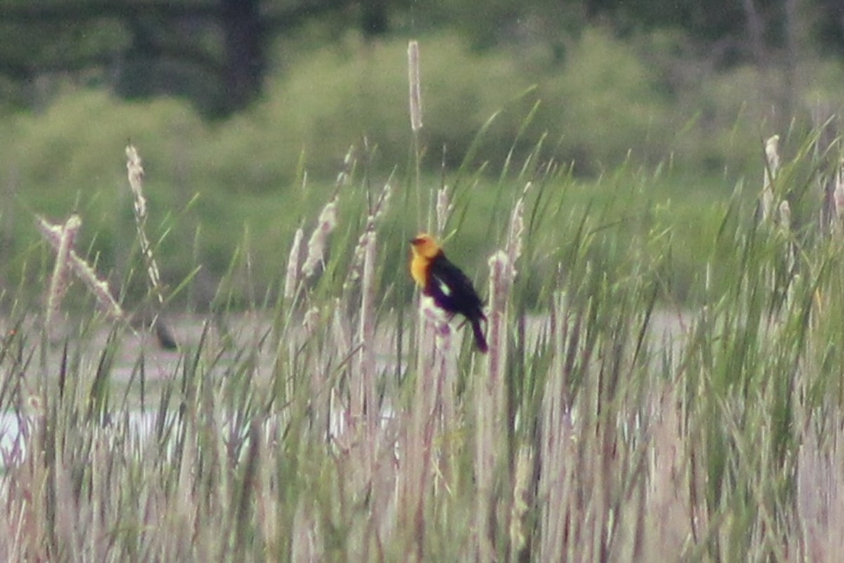 Yellow-headed Blackbird - ML619912088