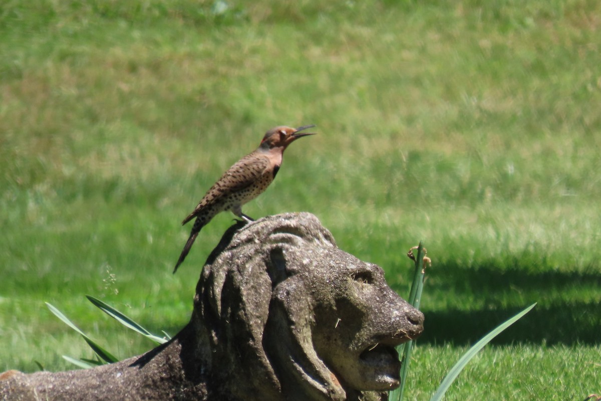 Northern Flicker - ML619912103