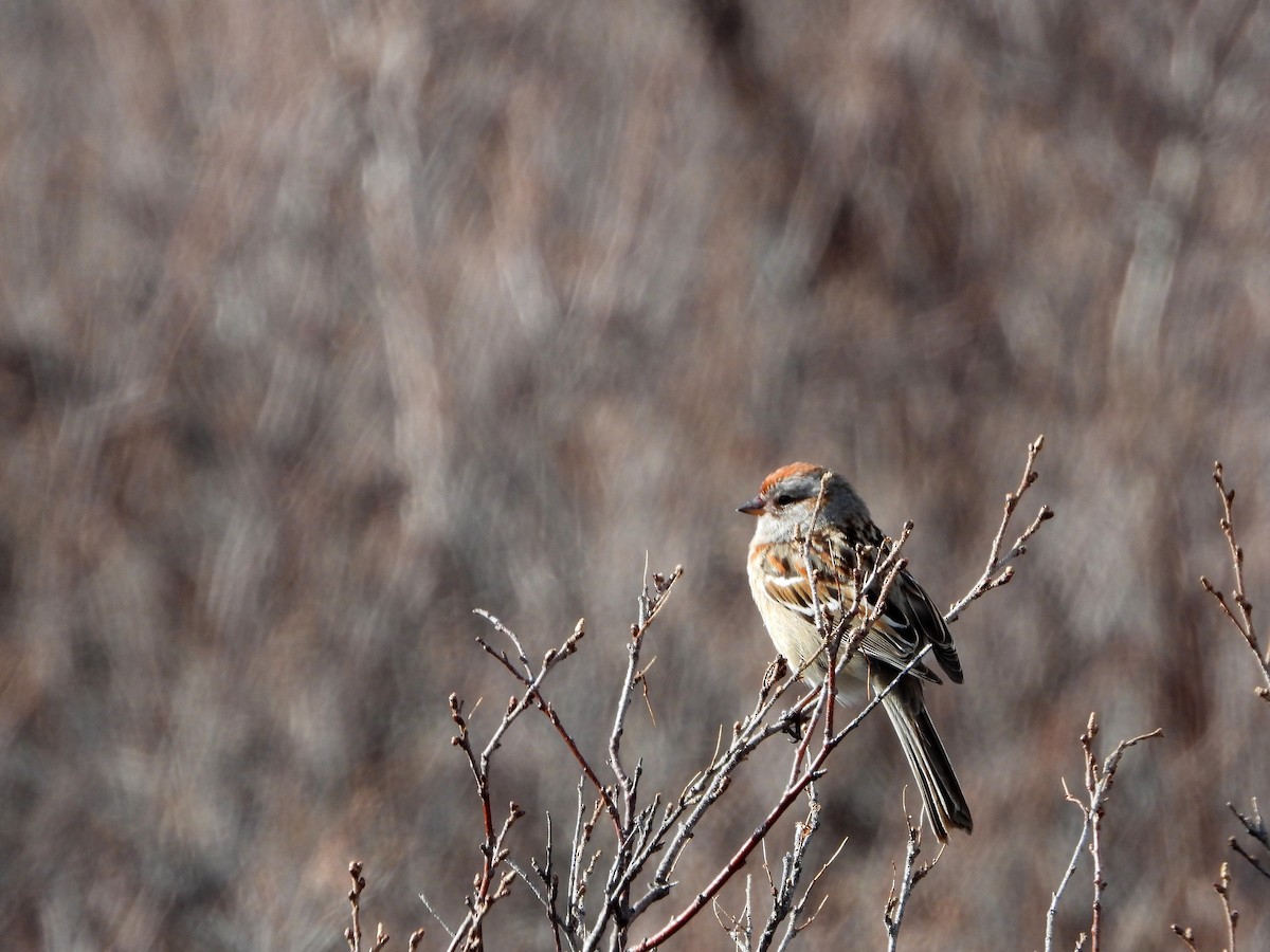 American Tree Sparrow - Luis Gonzalez