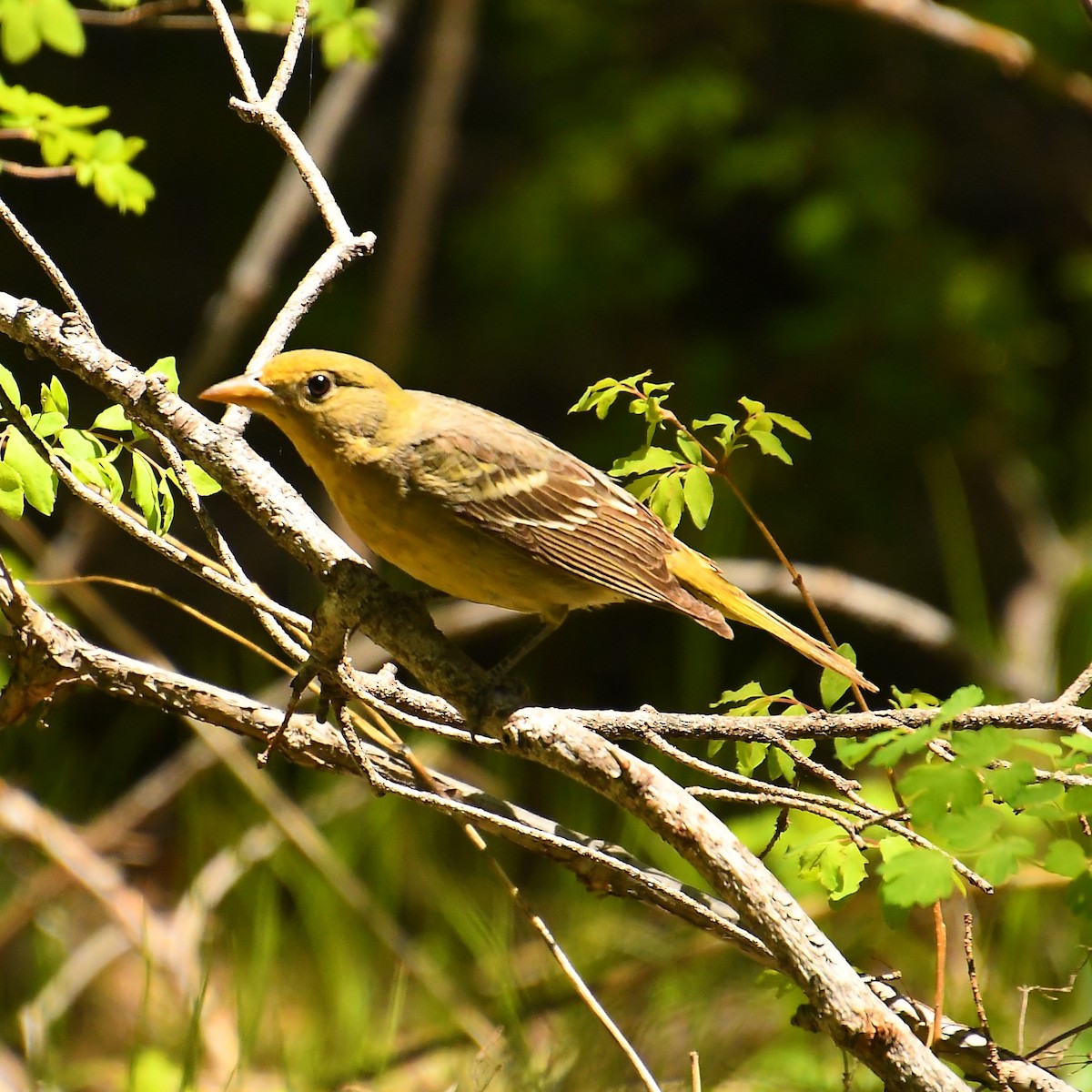 Western Tanager - ML619912108