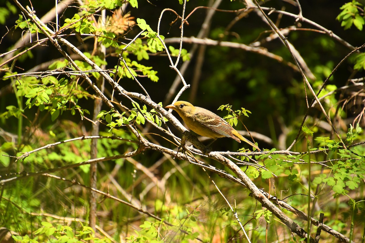 Western Tanager - ML619912110