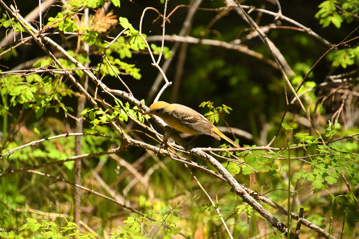 Western Tanager - ML619912111