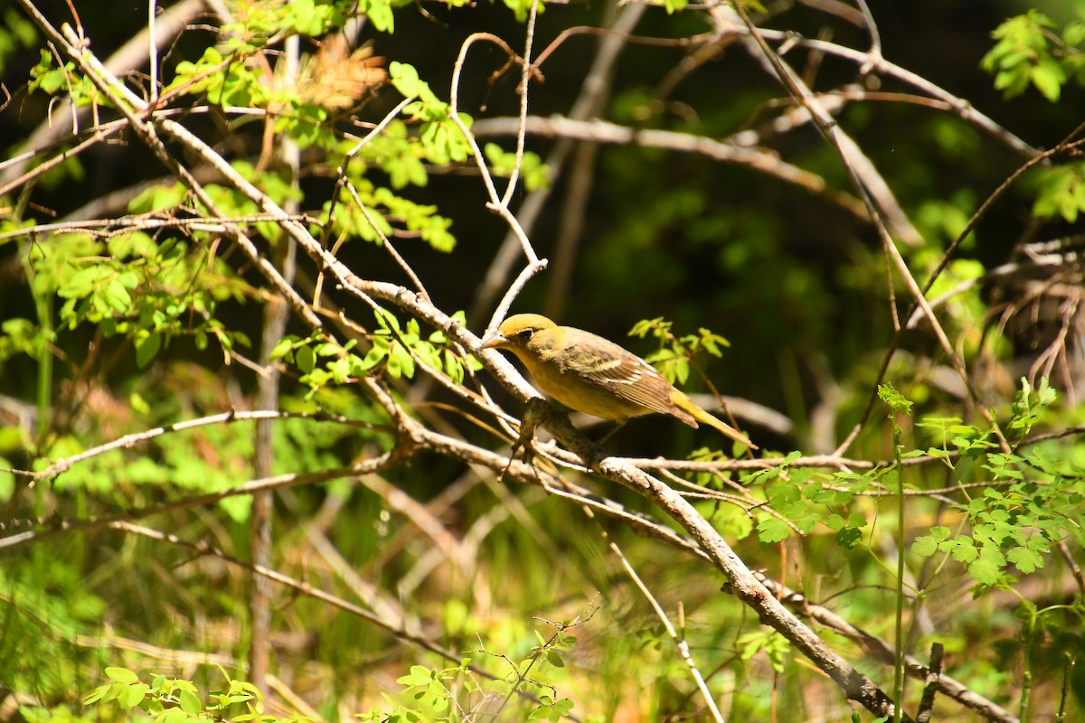 Western Tanager - ML619912113