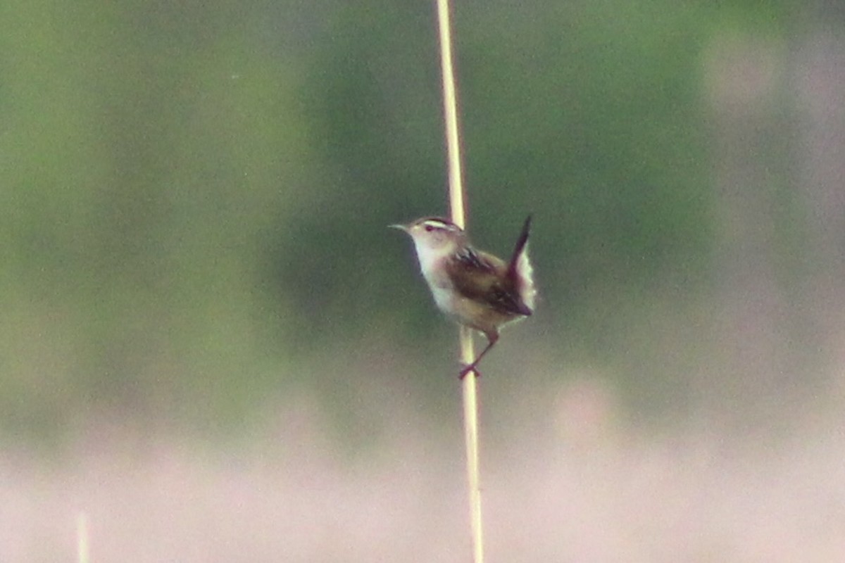 Marsh Wren - ML619912141