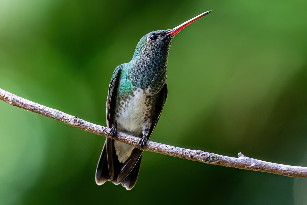 Glittering-throated Emerald - ML619912144