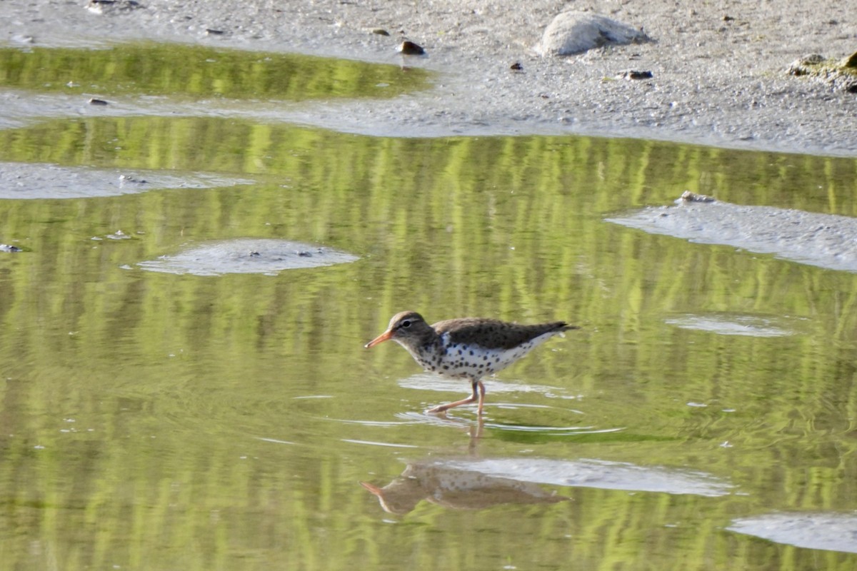 Spotted Sandpiper - ML619912153