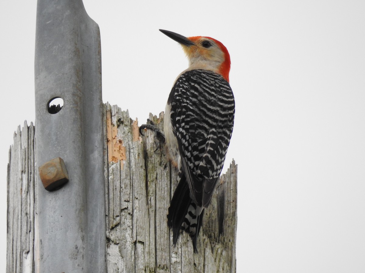 Red-bellied Woodpecker - ML619912161