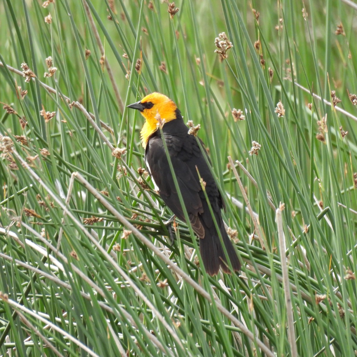 Yellow-headed Blackbird - ML619912164