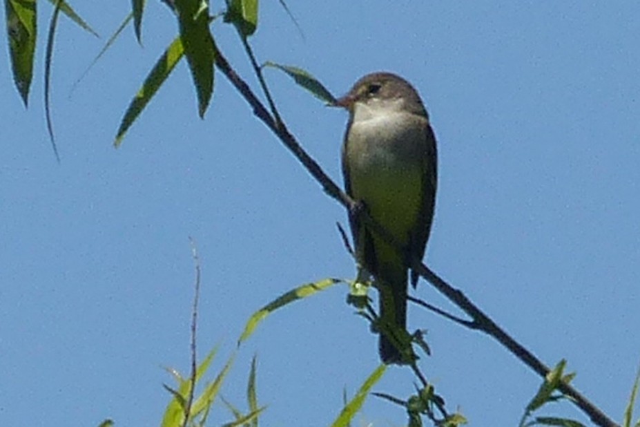 Willow Flycatcher - ML619912175