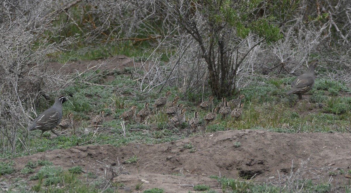 California Quail - ML619912194