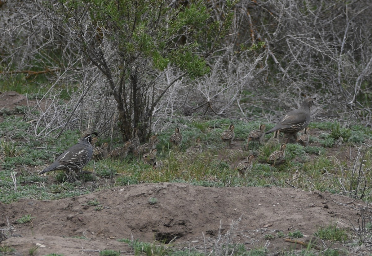 California Quail - ML619912196