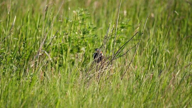 Chestnut-collared Longspur - ML619912203