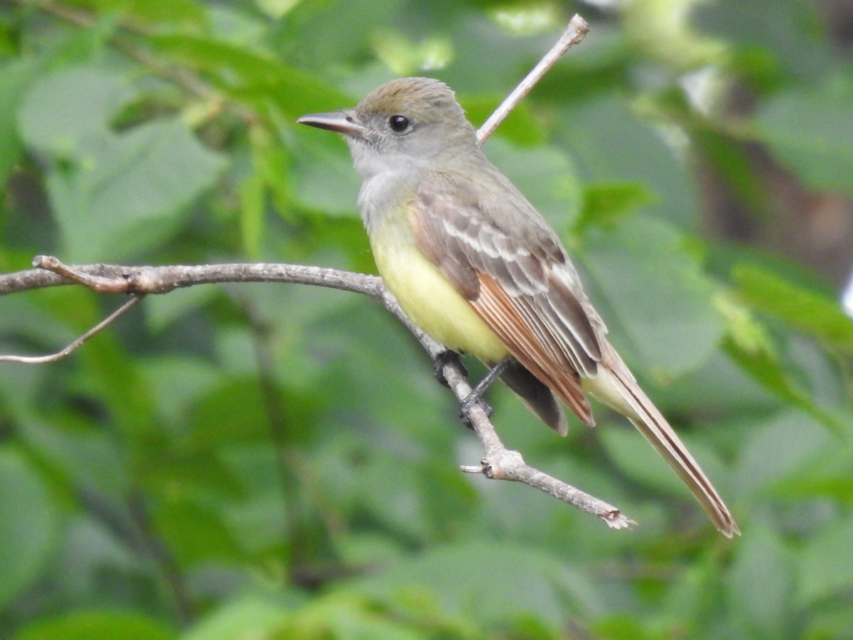 Great Crested Flycatcher - ML619912217