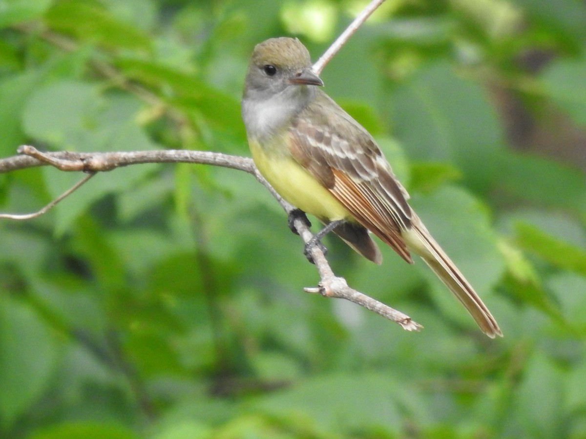 Great Crested Flycatcher - ML619912218