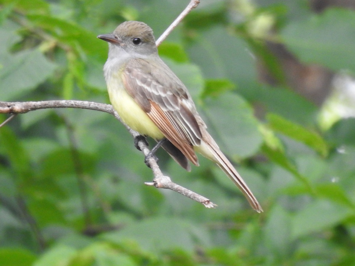 Great Crested Flycatcher - ML619912219