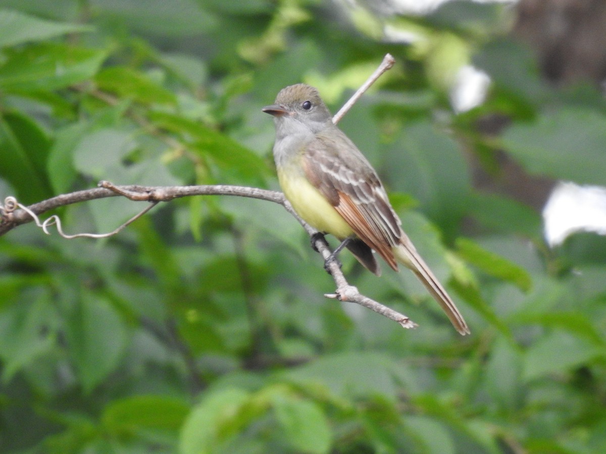 Great Crested Flycatcher - ML619912220