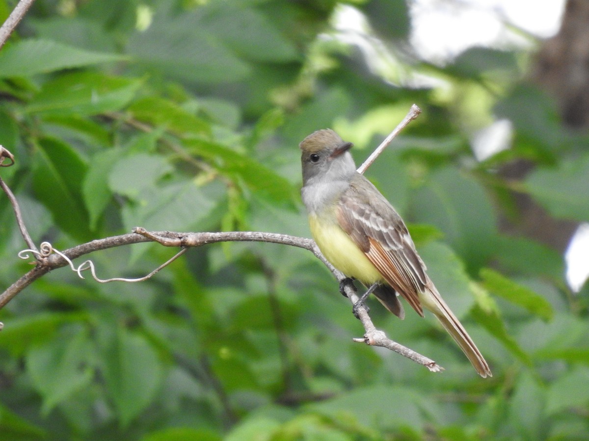 Great Crested Flycatcher - ML619912221