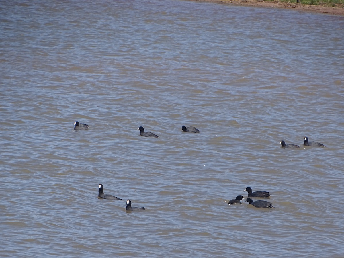 American Coot - ML619912224