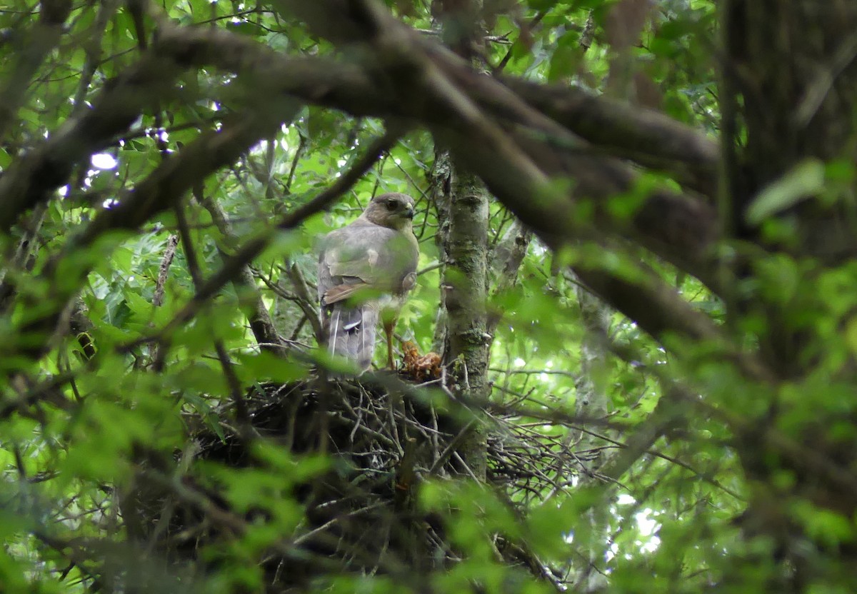 Cooper's Hawk - ML619912228