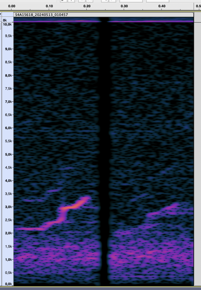 Sora - ML619912244