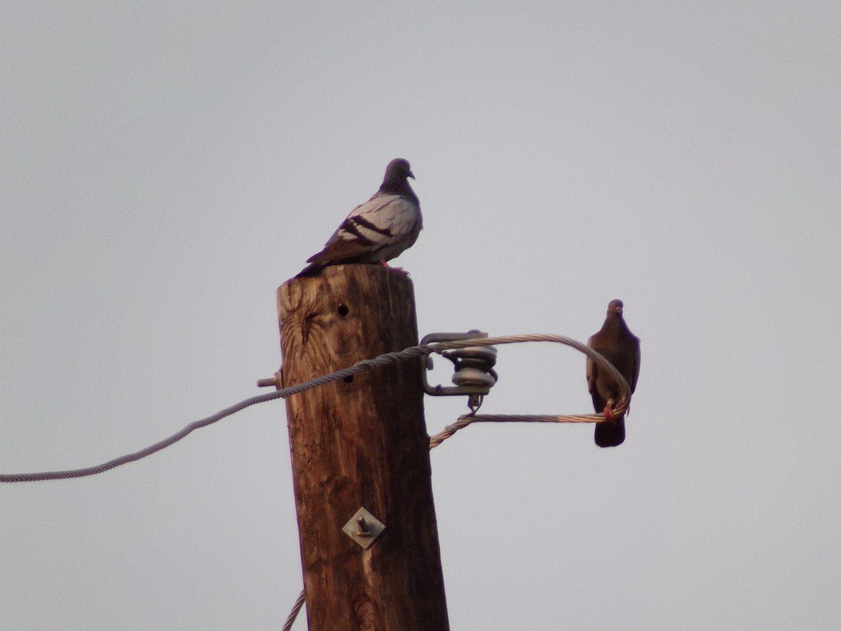 Rock Pigeon (Feral Pigeon) - ML619912245