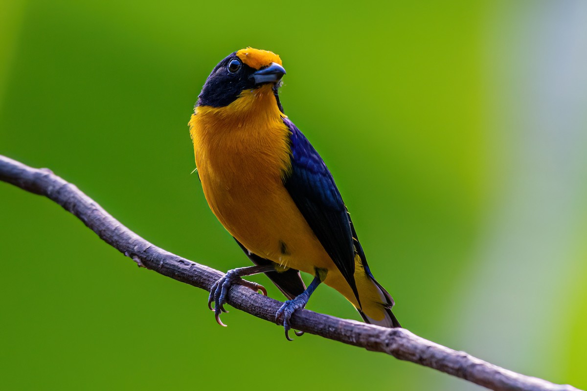 Violaceous Euphonia - ML619912260