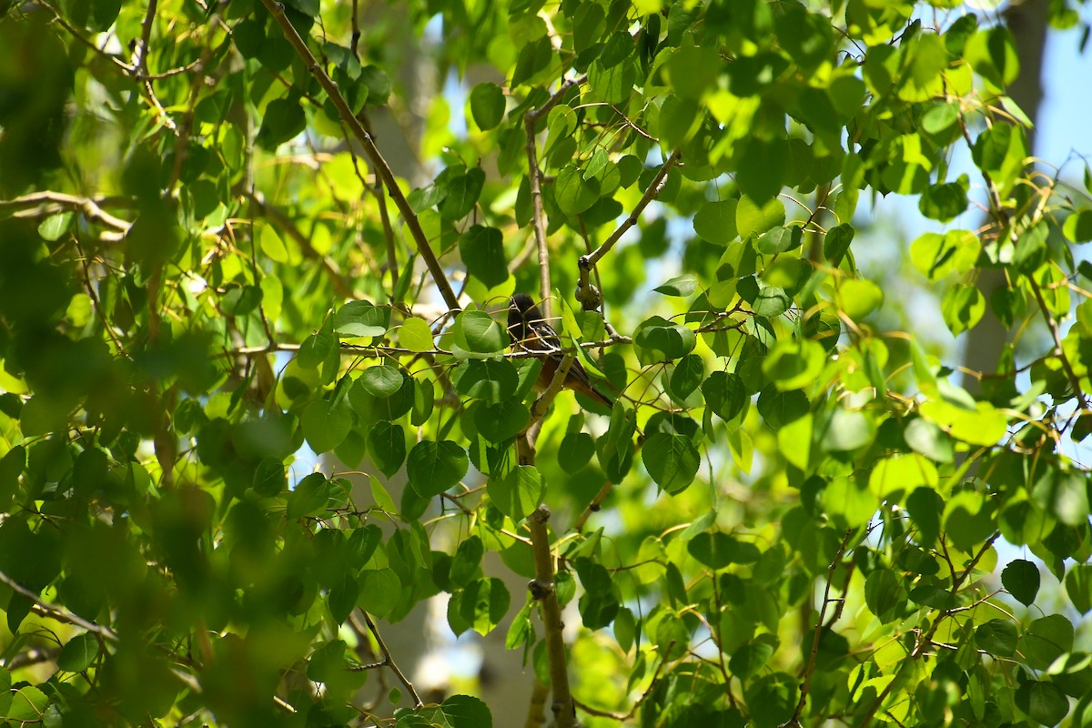 Spotted Towhee - ML619912265