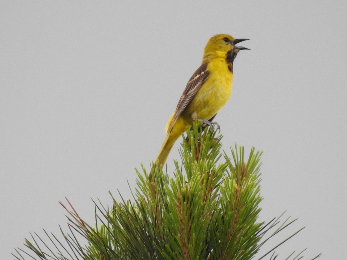 Orchard Oriole - ML619912280