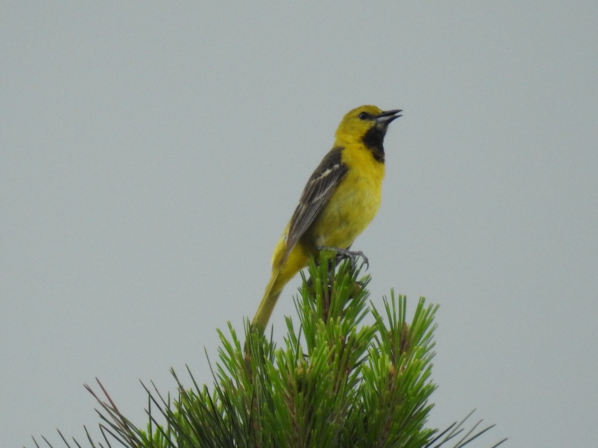 Orchard Oriole - ML619912281