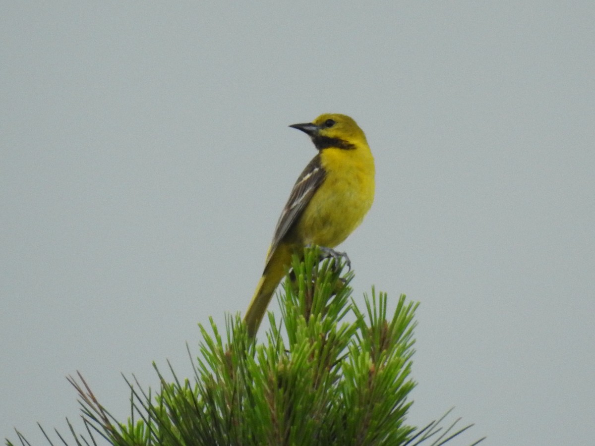 Orchard Oriole - ML619912283
