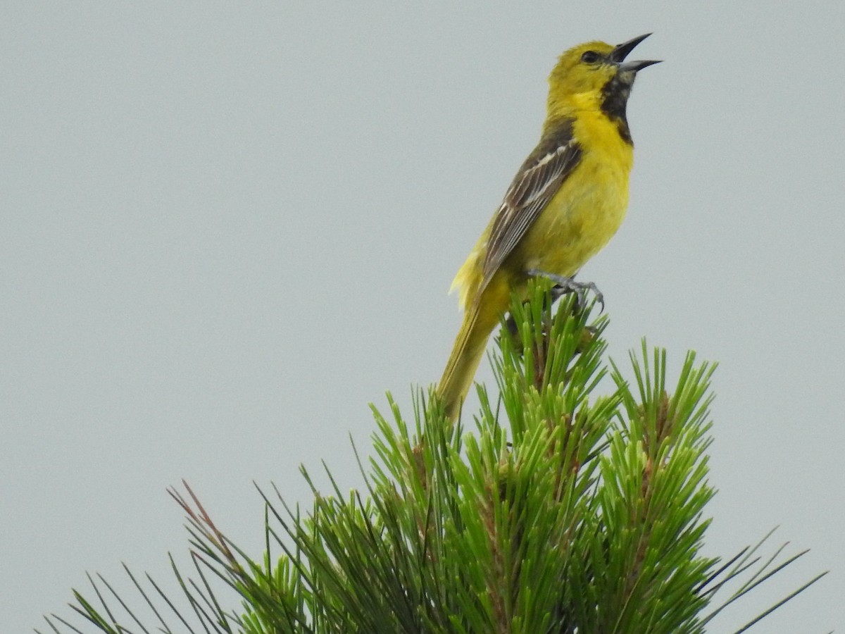 Orchard Oriole - ML619912284