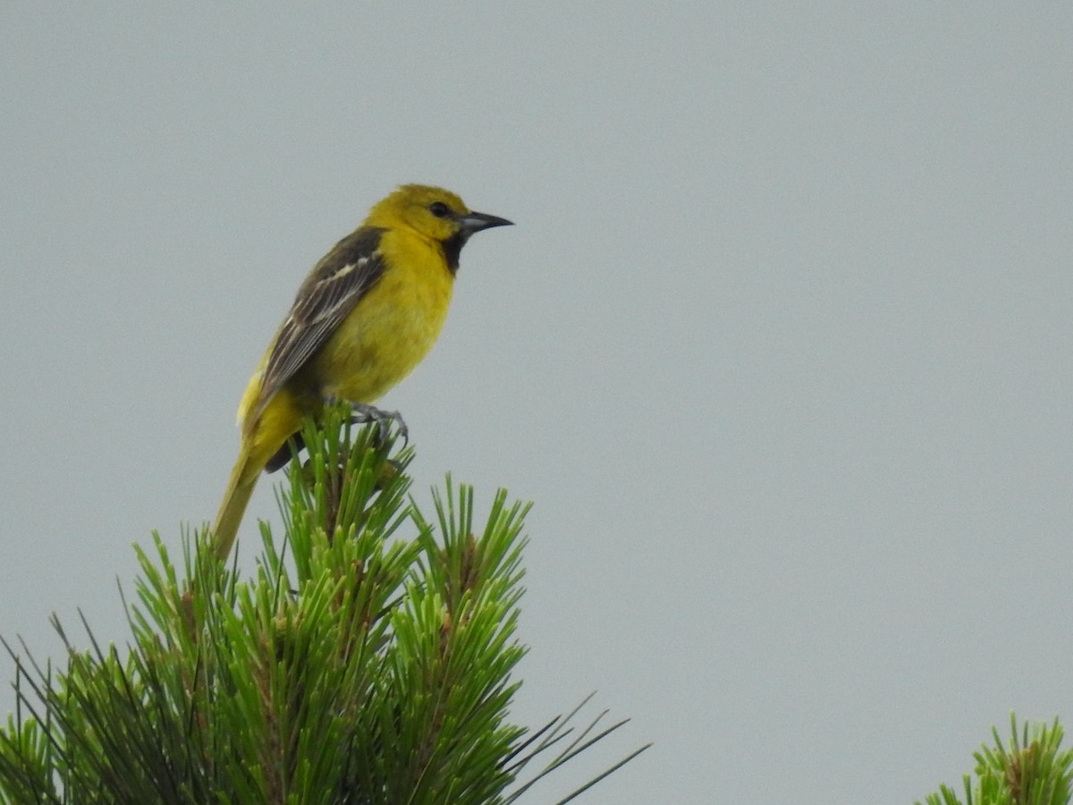 Orchard Oriole - ML619912285