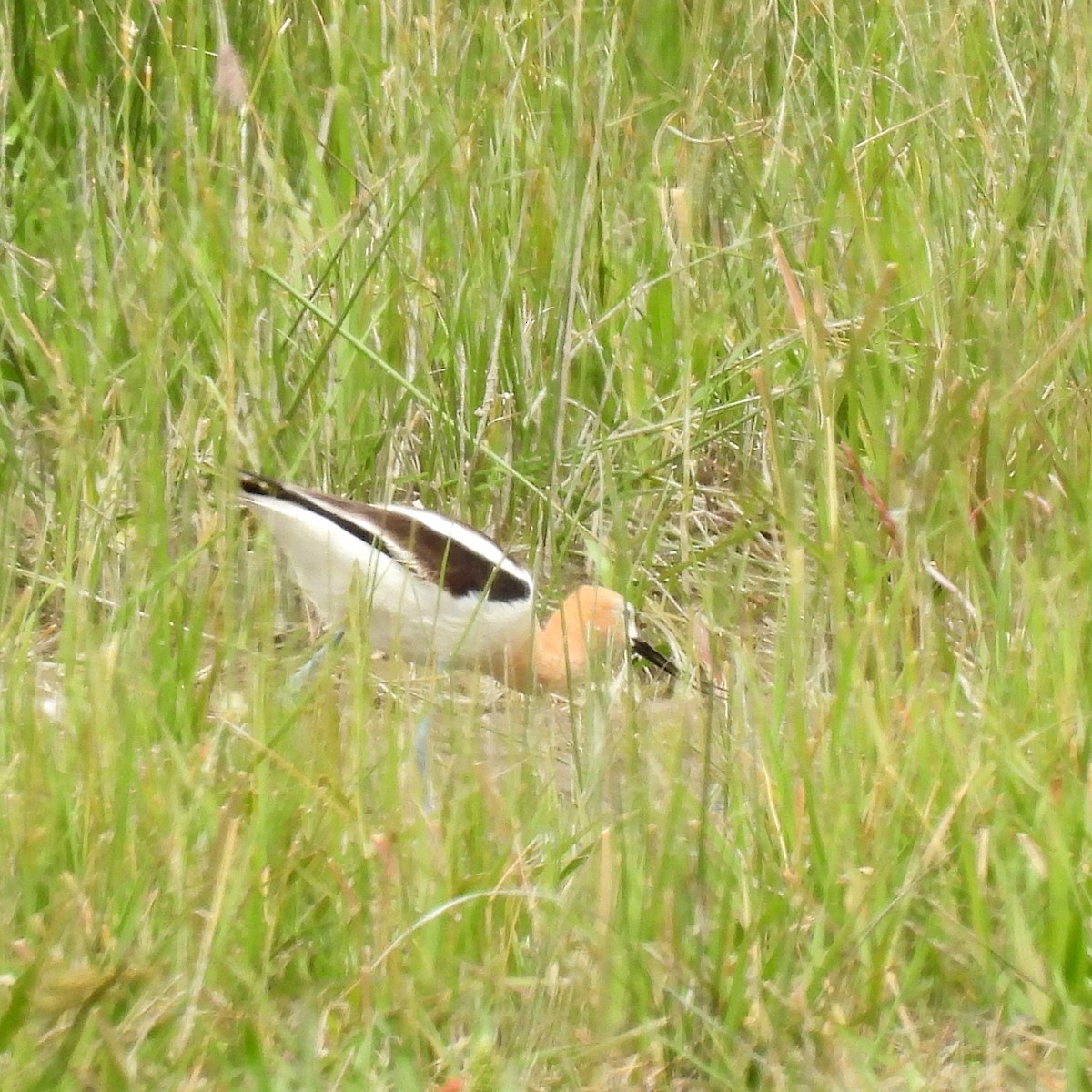 Avoceta Americana - ML619912293