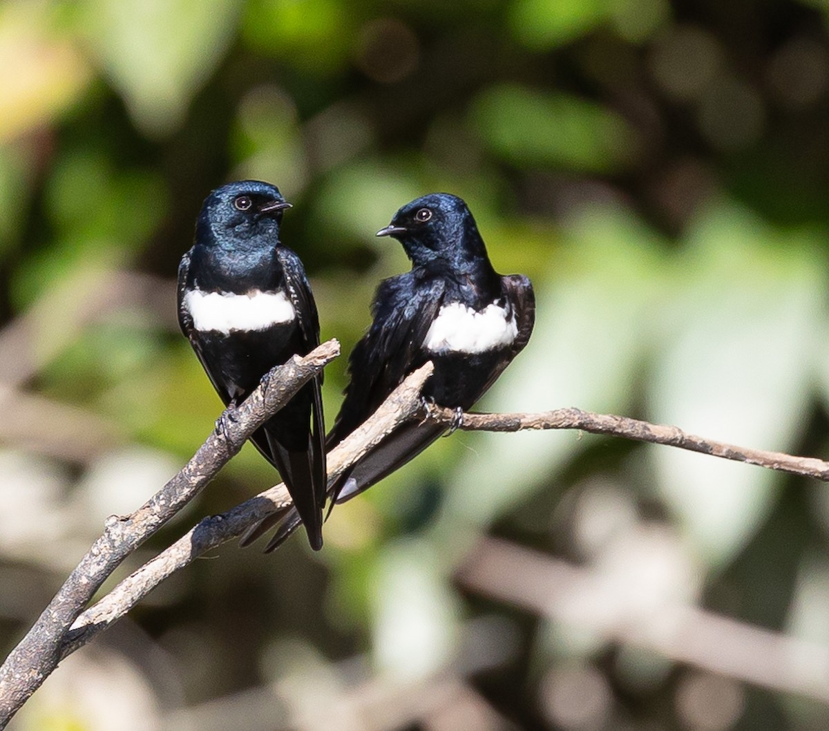 White-banded Swallow - ML619912294
