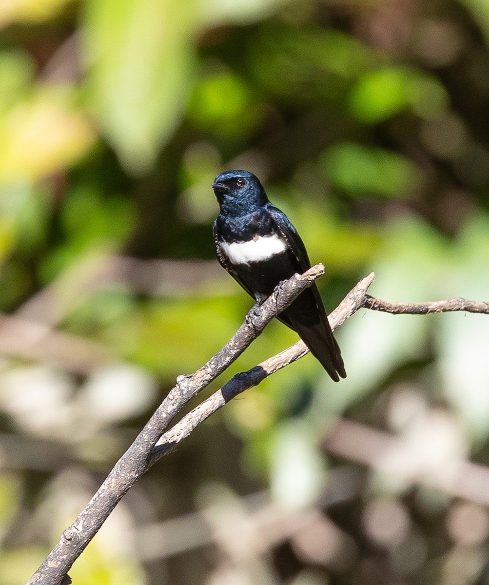 White-banded Swallow - ML619912295