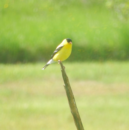 American Goldfinch - ML619912298