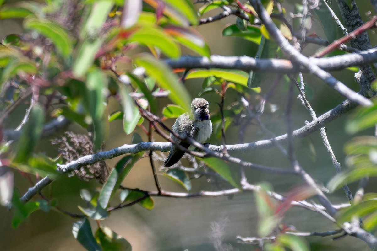 Costa's Hummingbird - ML619912299