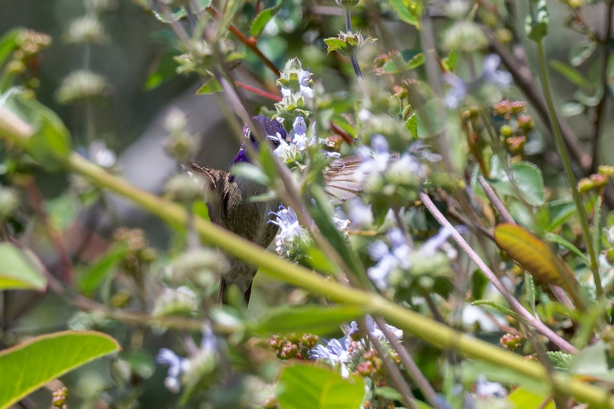 Costa's Hummingbird - ML619912300