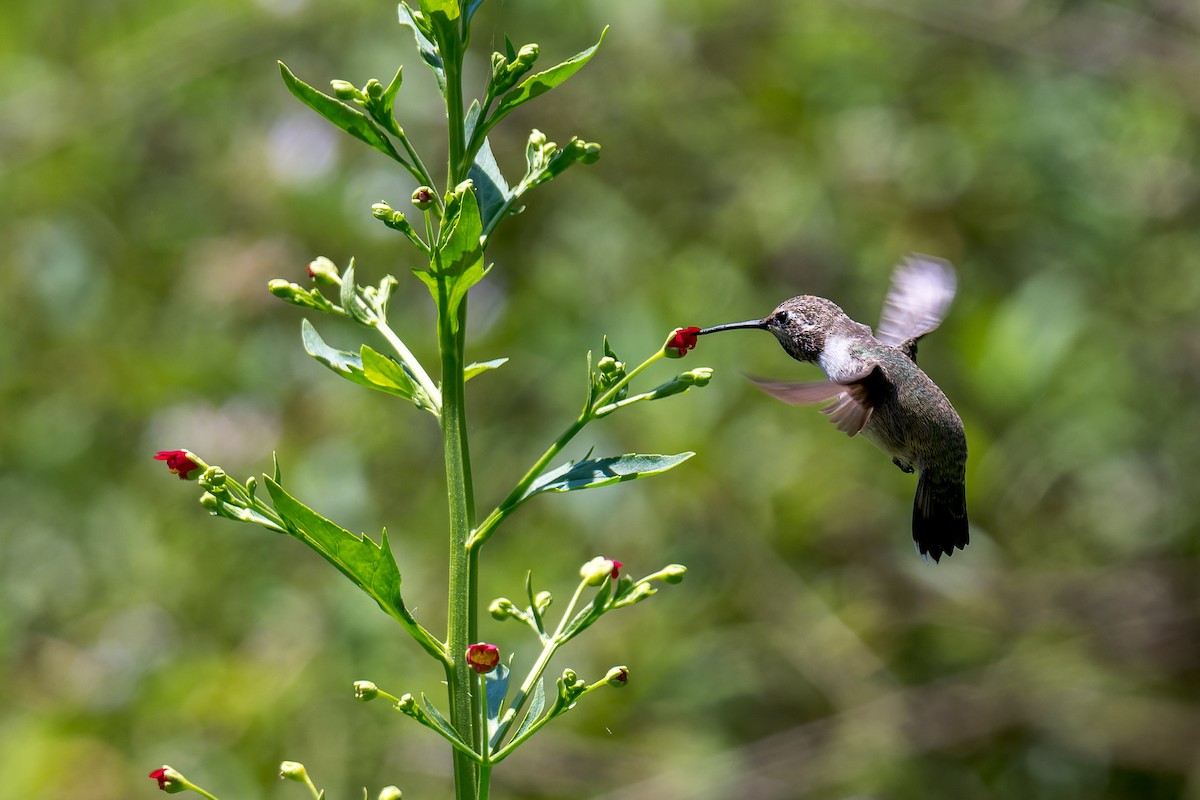 Costa's Hummingbird - ML619912301