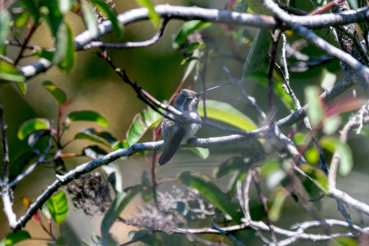 Costa's Hummingbird - ML619912302
