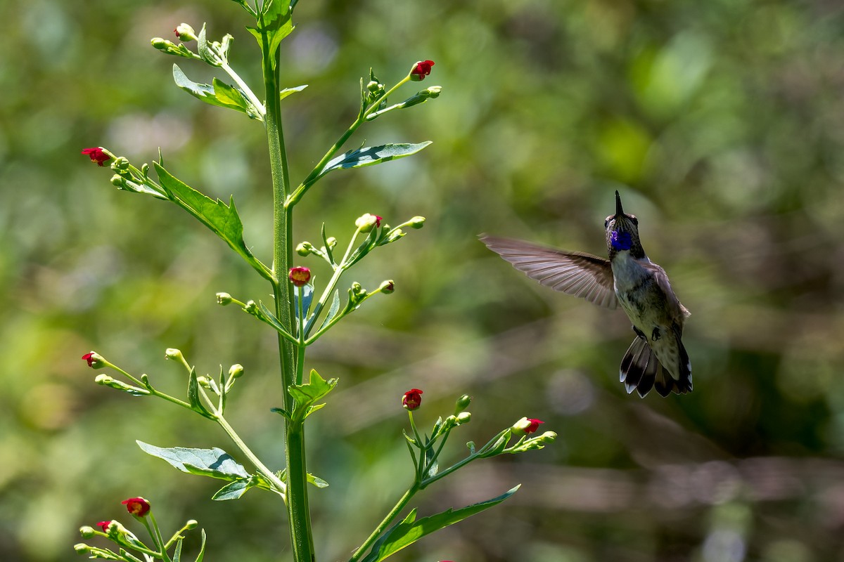 Costa's Hummingbird - ML619912305