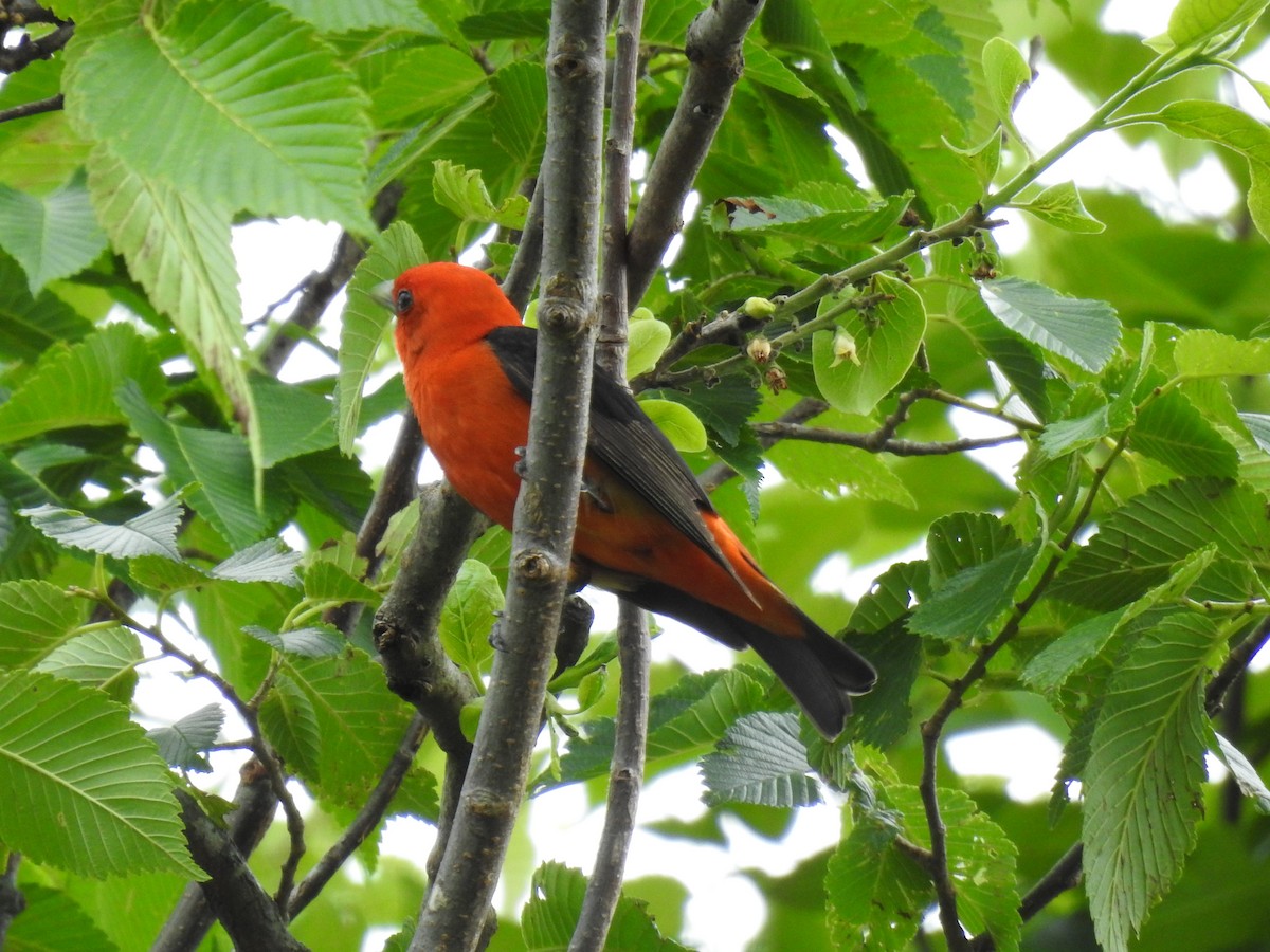 Scarlet Tanager - ML619912314