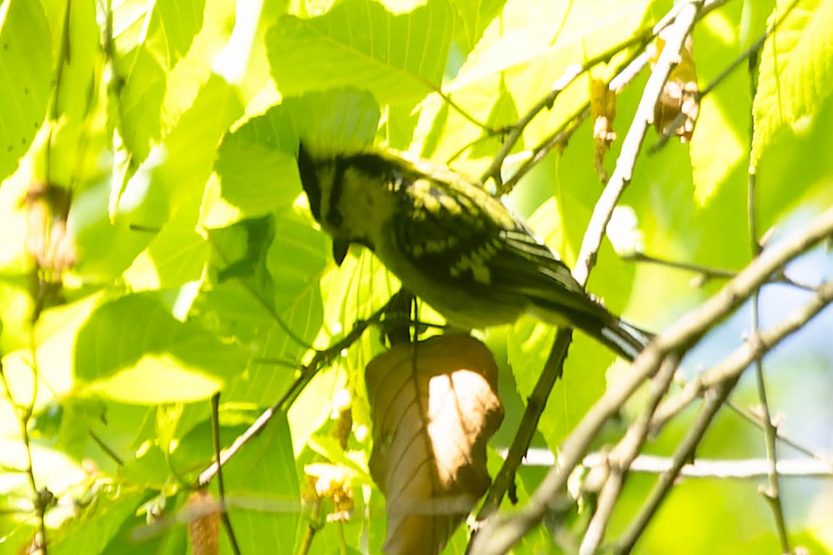 Yellow-cheeked Tit - ML619912315