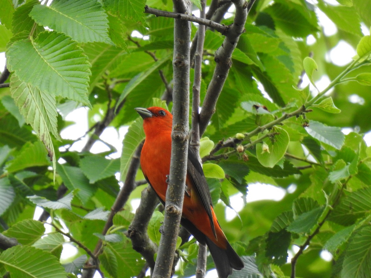 Scarlet Tanager - ML619912316