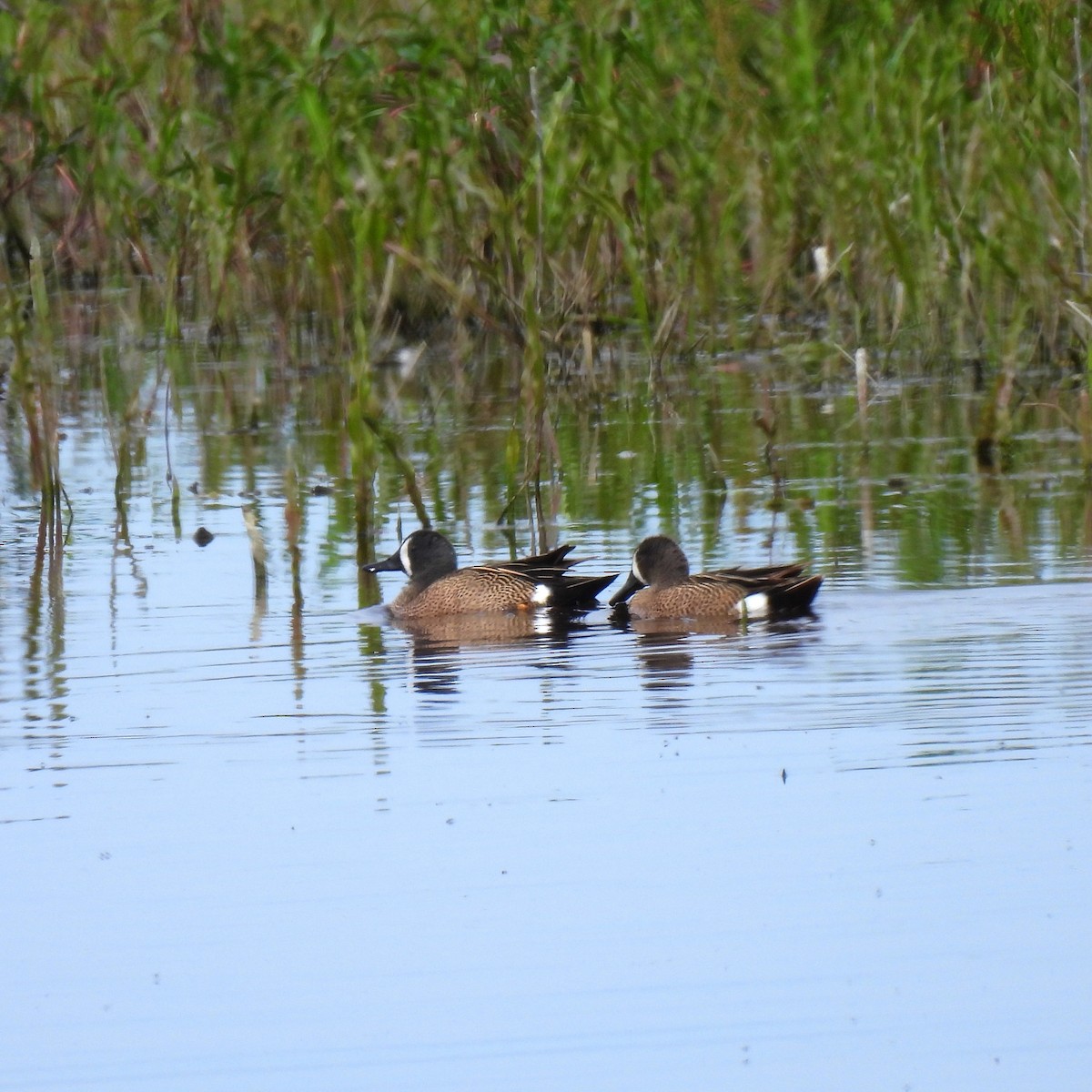 Blue-winged Teal - ML619912317