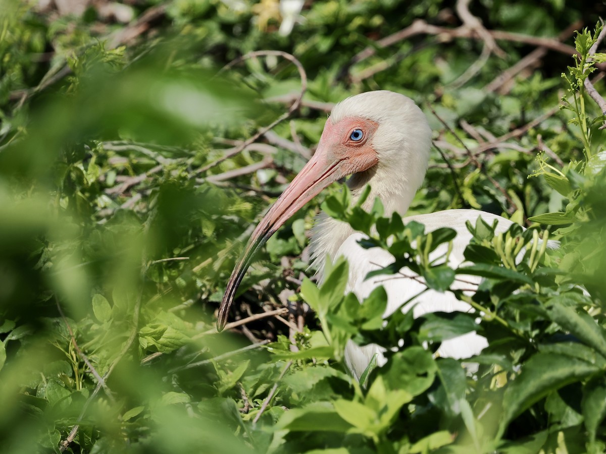 White Ibis - ML619912334