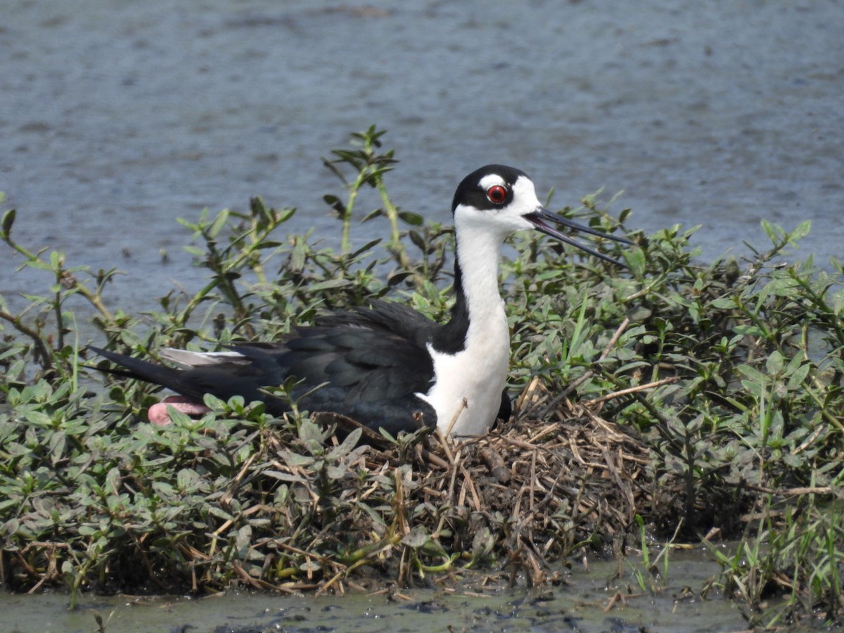 Black-necked Stilt - ML619912339